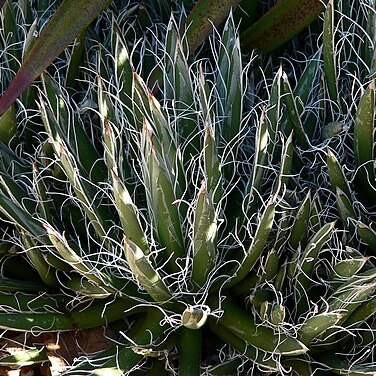 Agave polianthiflora unspecified picture