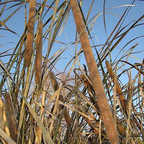 Typha austro-orientalis unspecified picture