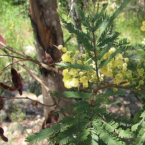 Acacia parramattensis unspecified picture