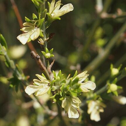 Teucrium teucriiflorum unspecified picture