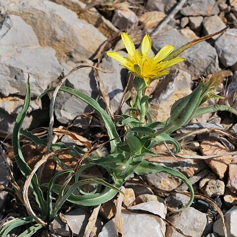 Tragopogon buphthalmoides unspecified picture