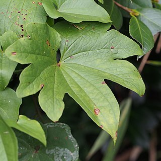 Dioscorea quinquelobata unspecified picture