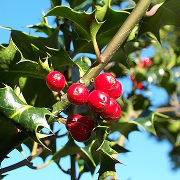 Ilex unspecified picture