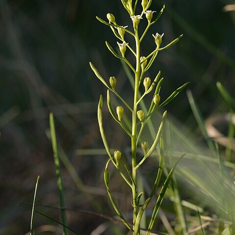 Thesium ebracteatum unspecified picture