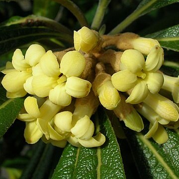 Pittosporum confertiflorum unspecified picture