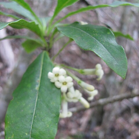 Pittosporum glabrum unspecified picture