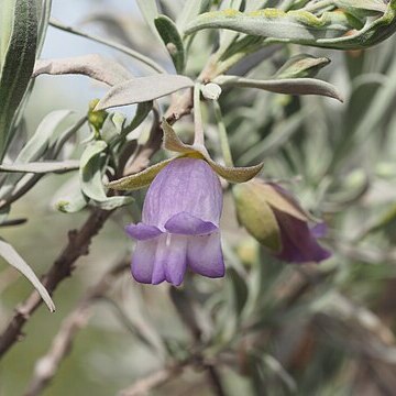 Eremophila maitlandii unspecified picture