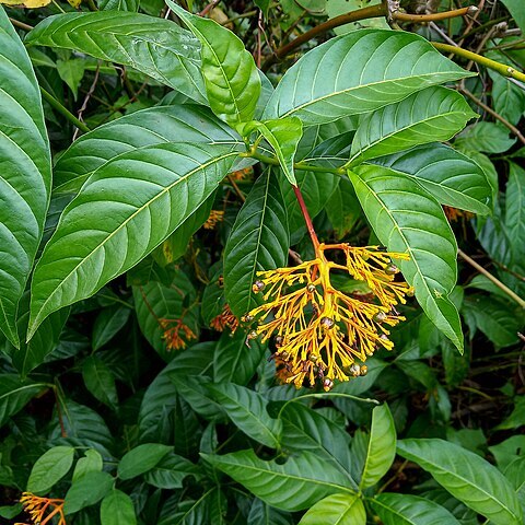 Palicourea croceoides unspecified picture