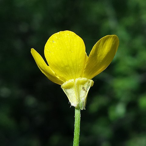 Ranunculus neapolitanus unspecified picture