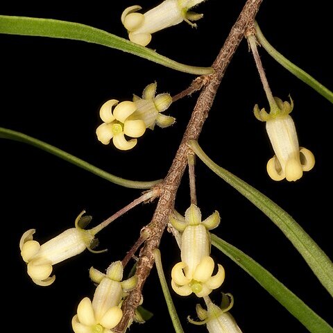 Pittosporum phillyreoides unspecified picture