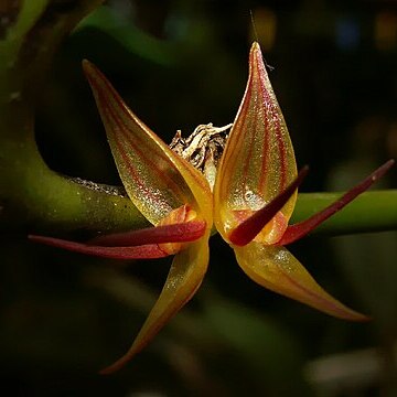 Pleurothallis crescentilabia unspecified picture