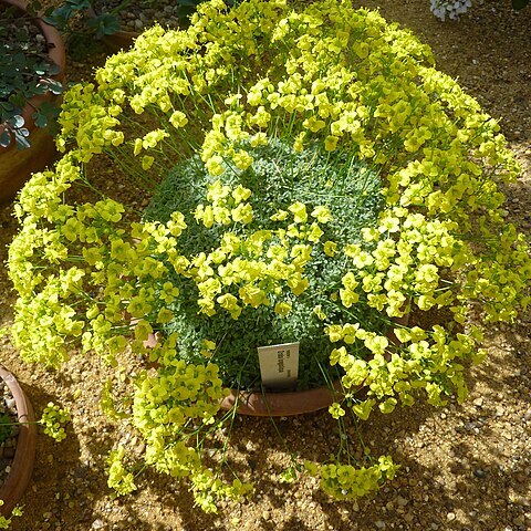 Draba longisiliqua unspecified picture