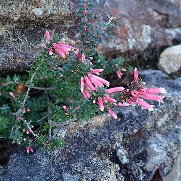 Epacris reclinata unspecified picture