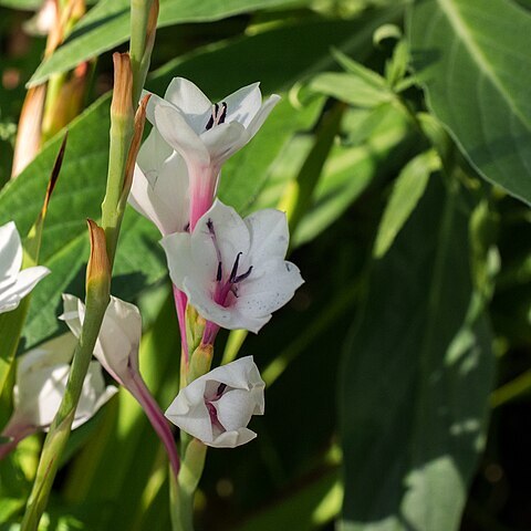 Watsonia humilis unspecified picture