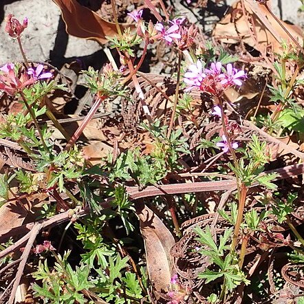 Pelargonium grossularioides (l.) l'hér. unspecified picture