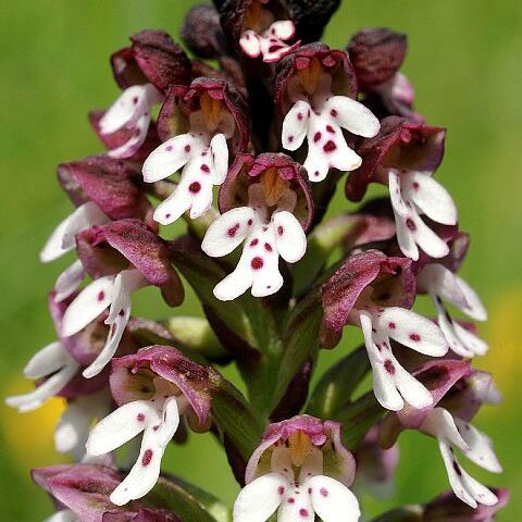 Neotinea ustulata var. ustulata unspecified picture