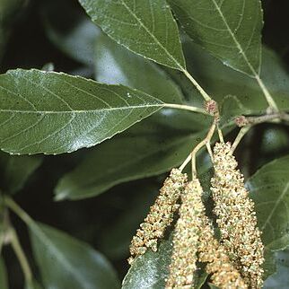 Alnus maritima unspecified picture