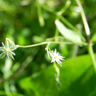 Stellaria uliginosa unspecified picture