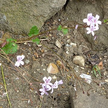 Pelargonium havlasae unspecified picture