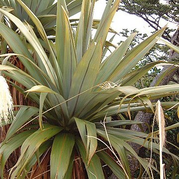 Cordyline indivisa unspecified picture