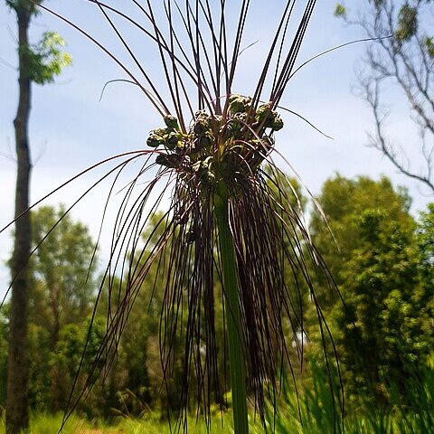 Tacca maculata unspecified picture