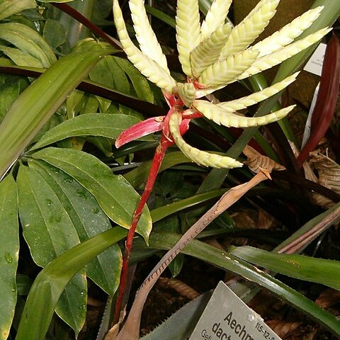 Aechmea dactylina unspecified picture