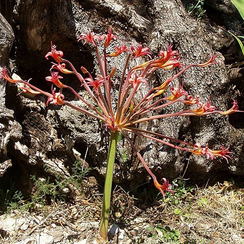 Brunsvigia josephinae unspecified picture