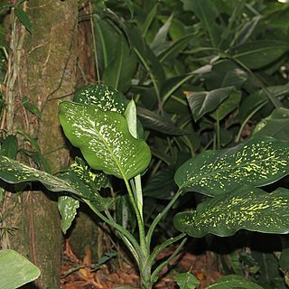 Dieffenbachia grayumiana unspecified picture