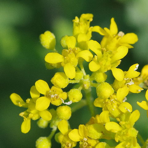 Alyssum lenense unspecified picture