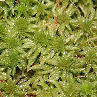 Sphagnum centrale unspecified picture