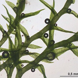 Dicranella staphylina unspecified picture