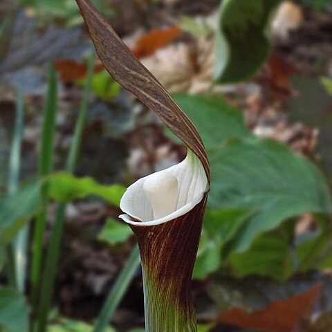 Arisaema sikokianum unspecified picture