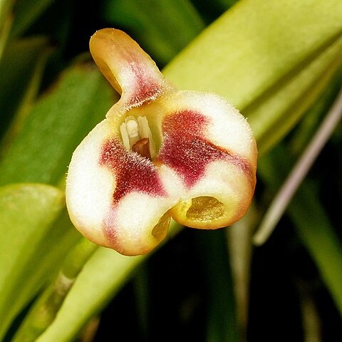 Masdevallia livingstoneana unspecified picture