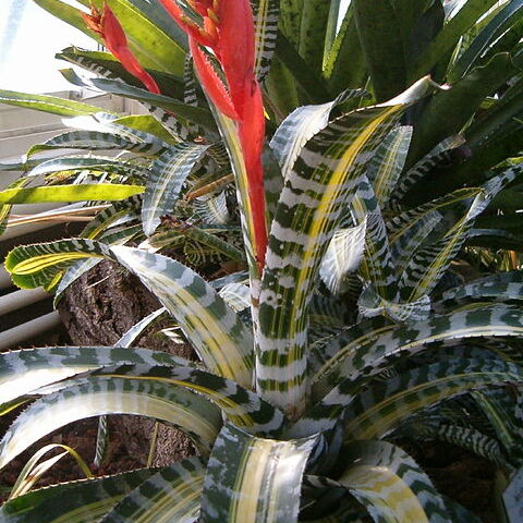 Aechmea chantinii unspecified picture