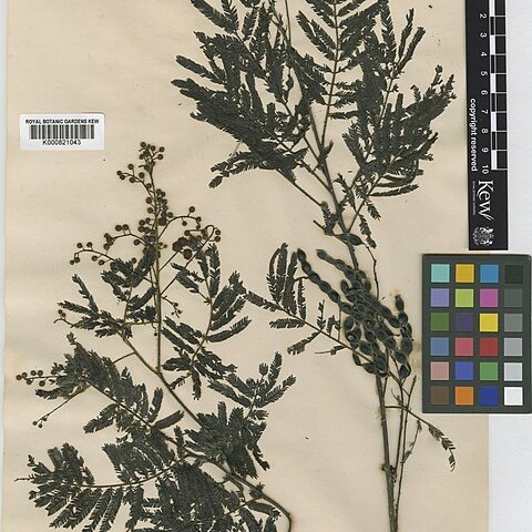 Acacia oshanesii unspecified picture