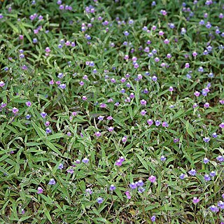 Cyanotis fasciculata unspecified picture