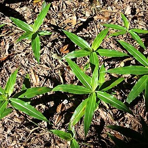 Pollia crispata unspecified picture