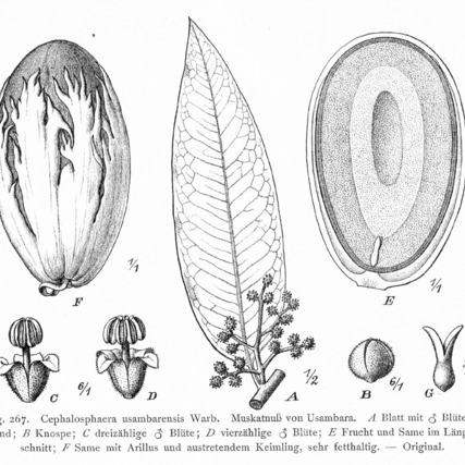 Cephalosphaera unspecified picture