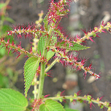 Acalypha langiana unspecified picture