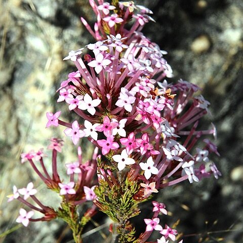 Erica infundibuliformis unspecified picture