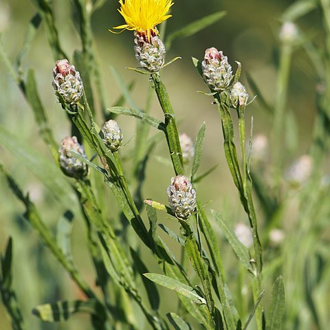 Centaurea glastifolia unspecified picture