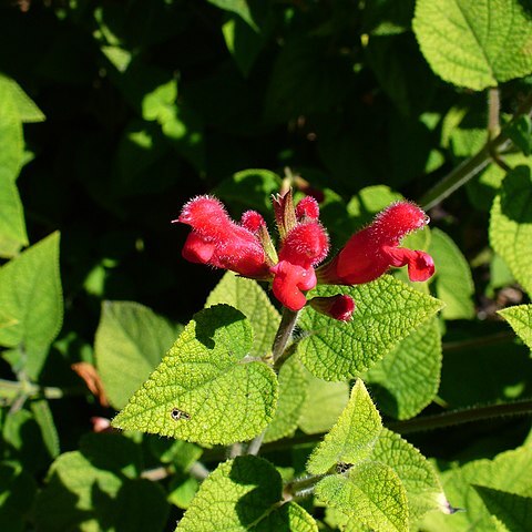 Salvia univerticillata unspecified picture