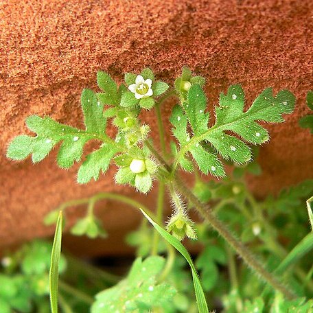 Eucrypta chrysanthemifolia var. bipinnatifida unspecified picture