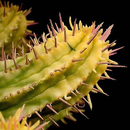 Euphorbia ferox unspecified picture