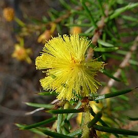 Acacia echinula unspecified picture