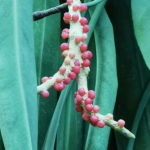 Anthurium wendlingeri unspecified picture