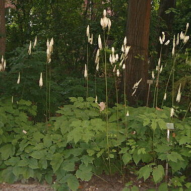 Actaea rubifolia unspecified picture