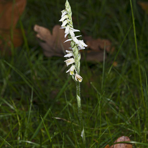 Spiranthes unspecified picture