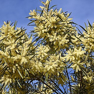 Acacia floribunda unspecified picture