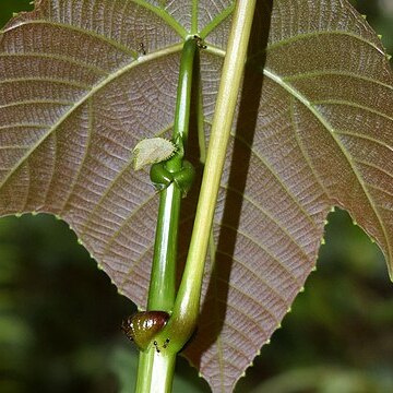 Macaranga bancana unspecified picture